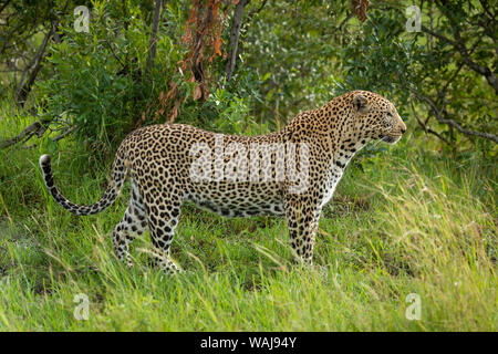 Männliche Leopard steht in Gras im Profil Stockfoto