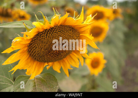 In der Nähe von Sunflower. Eine Biene sammelt Nektar von einer Sonnenblume Blume. Stockfoto