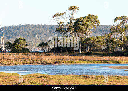 Australien, Tasmanien, Maria Island. Segelboot an der Küste Vegetation von River Side trail gerahmt Stockfoto