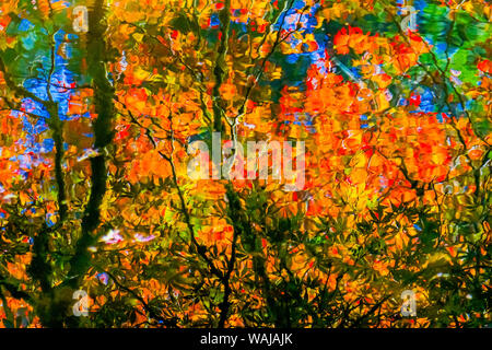 Zusammenfassung von rot und orange Japanischer Ahorn Baum. VanDusen Botanical Garden, Vancouver, Kanada. Stockfoto