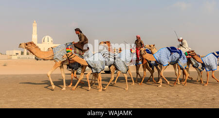 Dubai, VAE. Kamele mit Roboter jockeys auf Dubai Straße auf dem Weg zum Rennen Training. (Redaktionelle nur verwenden) Stockfoto