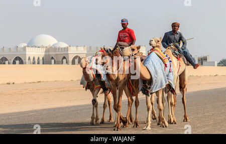 Dubai, VAE. Kamele mit Roboter jockeys auf Dubai Straße auf dem Weg zum Rennen Training. (Redaktionelle nur verwenden) Stockfoto