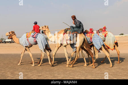 Dubai, VAE. Kamele mit Roboter jockeys auf Dubai Straße auf dem Weg zum Rennen Training. (Redaktionelle nur verwenden) Stockfoto