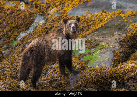 Kanada, British Columbia, Knight Inlet. Grizzly Bär in der Gezeitenzone. Stockfoto