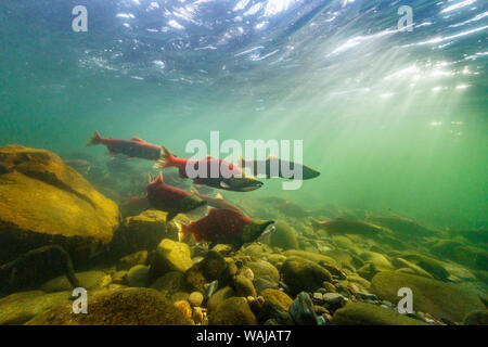 Kanada, British Columbia, Adams River. Sockeye Lachse. Stockfoto