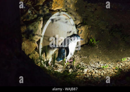 Blaue Pinguine an der Oamaru Blue Penguin Colony, Oamaru, Otago, Südinsel, Neuseeland Stockfoto