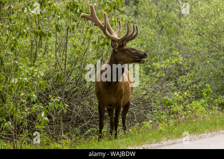 Banff, Alberta, Kanada. Männliche Amerikanische elk neben der Straße. Stockfoto