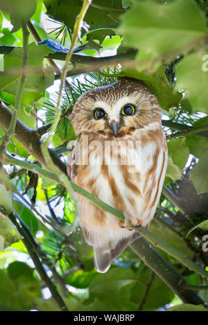 Kanada, British Columbia, Reifel wandernden Vogelschutzgebiet. Northern Säge - wetzen Eule in holly bush thront. Stockfoto