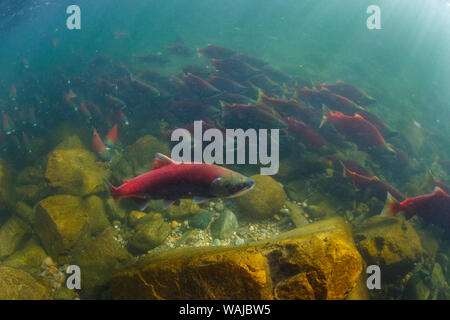 Kanada, British Columbia. Adams River, sockeye Lachse. Stockfoto