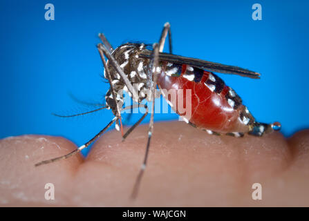 Datum: 09/2003 - Diese weibliche Stechmücken Aedes albopictus Fütterung auf ein menschliches Blut essen, dabei immer mit Blut verstopften. Unter erfolgreiche experimentelle Übertragung, Aedes albopictus gefunden wurde ein Vektor von West Nil Virus zu sein. Aedes ist eine Gattung der Culicine Familie von Moskitos. Stockfoto