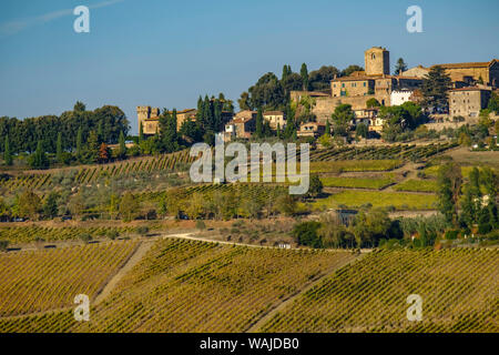 Italien, Toskana. Weinberg im Herbst Stockfoto