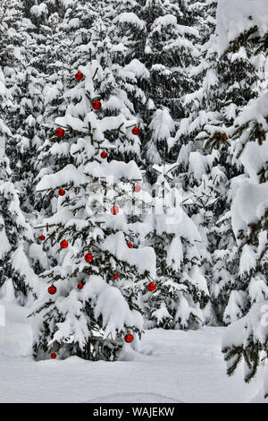 Österreich, Kals am Großglockner. Nationalpark Hohe Tauern National Park, eine schneebedeckte Evergreen von vielen, die mit Ornamenten verziert ist Stockfoto