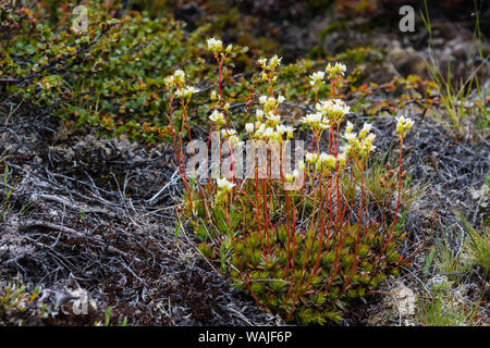 Grönland. Eqip Sermia. Irische Steinbrech. Stockfoto