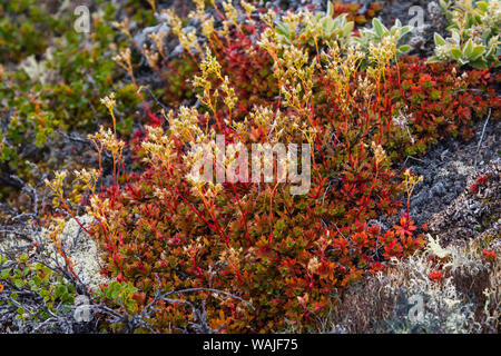 Grönland. Eqip Sermia. Irische Steinbrech. Stockfoto