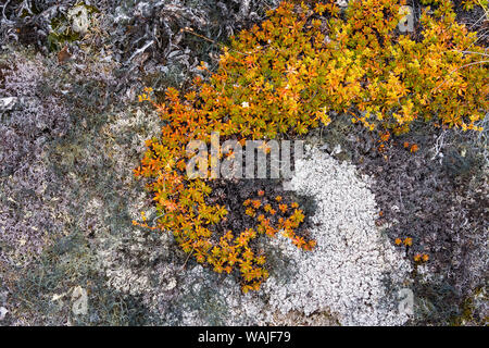 Grönland. Eqip Sermia. Irische Steinbrech und dicken Flechten Stockfoto