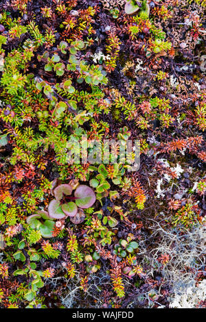 Grönland. Qeqertaq. Zwerg Birke, Flechten, und grossblütige Wintergrün. Stockfoto
