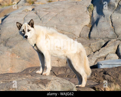 Schlittenhunde in der kleinen Stadt Uummannaq, Nordwesten Grönlands. Im Winter werden die Hunde immer noch als Hund teams Schlitten der Fischer zu ziehen. Stockfoto