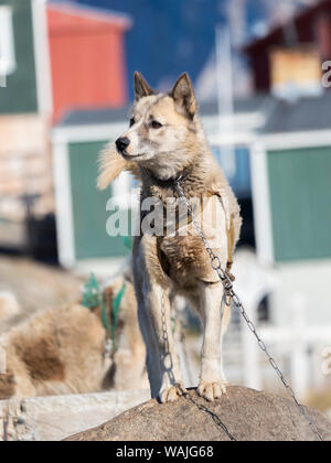 Schlittenhunde in der kleinen Stadt Uummannaq, Nordwesten Grönlands. Im Winter werden die Hunde immer noch als Hund teams Schlitten der Fischer zu ziehen. Stockfoto