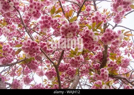 Japan Kirschbaum mit Kanzan Blumen in voller Blüte - Frühling Stockfoto