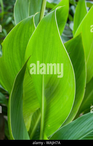 Canna Blatt close-up Stockfoto