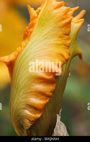 Bearded Iris Blume Nahaufnahme Stockfoto