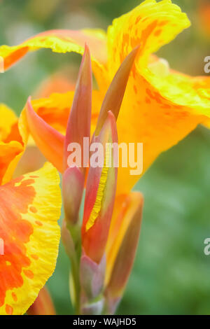 Orange canna Blüte Detail Stockfoto