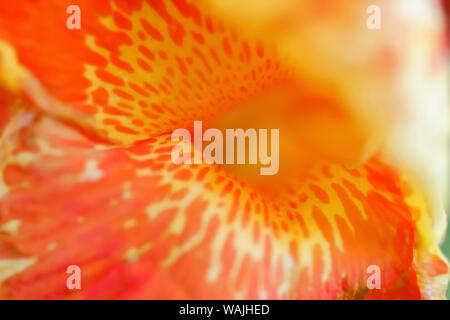 Orange canna Blüte Detail Stockfoto