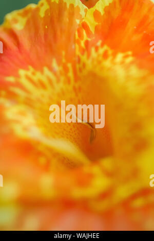 Orange canna Blüte Detail Stockfoto