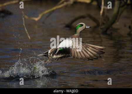 Amerikanische Pfeifente drake Flying Stockfoto