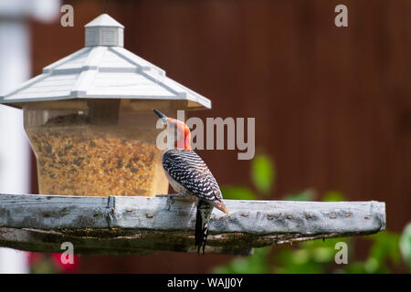 Red-bellied Woodpecker auf eine Zuführung gehockt Stockfoto