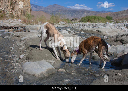 Zwei Whippets in Wasser interessiert (PR) Stockfoto