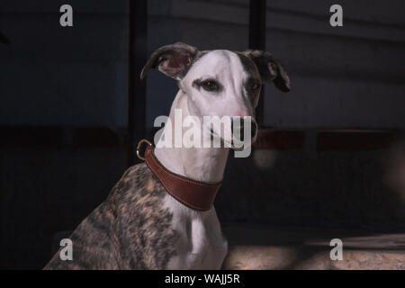 Porträt einer Whippet (PR) Stockfoto