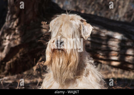 Wheaten Terrier Portrait (PR) Stockfoto