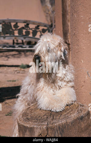 Wheaten Terrier Portrait (PR) Stockfoto