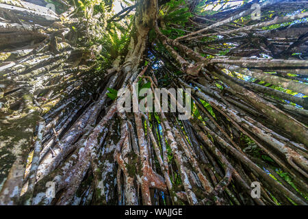 Kosrae, Mikronesien. Größte Banyon Tree auf der Insel. Die Basis der Wurzeln so gross ist, gibt es einen kurzen Wanderweg durch die Wurzeln. Der Baum wird geschätzt auf 150 Fuß hoch. Stockfoto