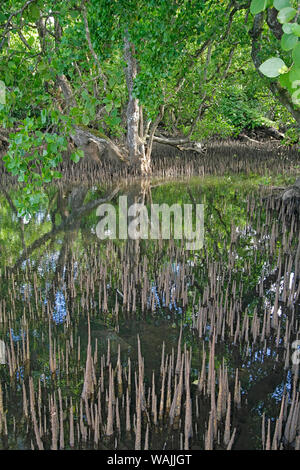 Kosrae, Mikronesien. Mangrovenbäume mit Luftwurzeln, bei Ebbe, im Wasser wider. Stockfoto