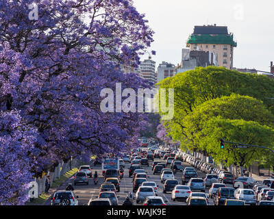 Jacaranda Bäume auf der Avenida Pres Figueroa Alcorta in Recoleta. Buenos Aires, der Hauptstadt von Argentinien. Stockfoto