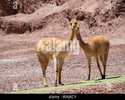 Vikunja (Vicugna vicugna) im Altiplano von Argentinien in der Nähe von Tolar Grande. Stockfoto