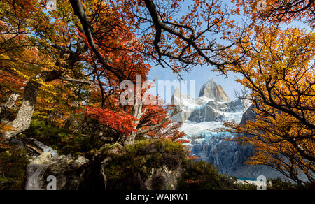 Argentinien, Nationalpark Los Glaciares. Mt. Fitz Roy durch das Fenster der Lenga Buche im Herbst. Stockfoto