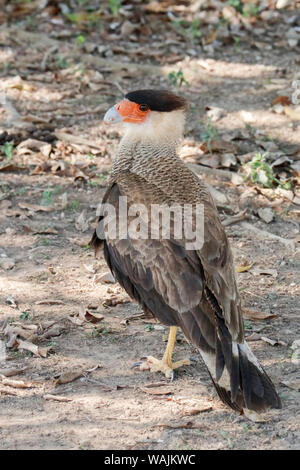 Pantanal, Mato Grosso, Brasilien. Southern Crested Karakara portrait. Stockfoto