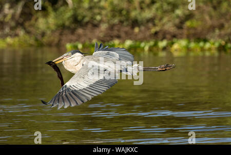 Pantanal, Mato Grosso, Brasilien. Cocoi Reiher fliegen mit einem süsswasser Aal im Mund. Stockfoto