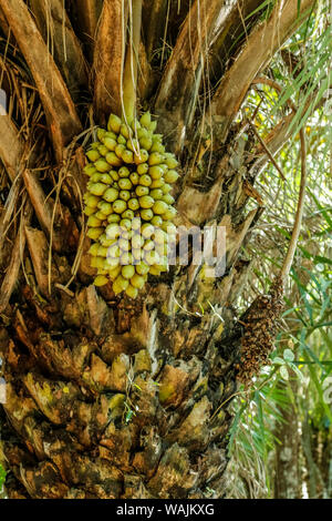 Pantanal, Mato Grosso, Brasilien. Attalea speciosa (babassuöl, babassuöl Palm, babacu, cusi) ist ein palm native zum Amazonas Regenwald Region in Südamerika. Stockfoto