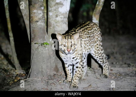 Pantanal, Mato Grosso, Brasilien. Ocelot in der Nacht mit einem Scheinwerfer auf. Stockfoto