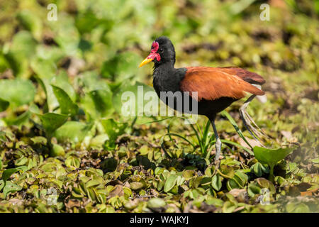 Pantanal, Brasilien, Mato Grosso, Südamerika. Gelbstirn-blatthühnchen Jacana Wandern auf der Wasserhyazinthen. Stockfoto