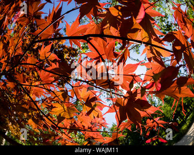 Rote Blätter der Ahorn Leuchten in den Strahlen der Sonne. Japanischer Ahorn Baum im Herbst. Ansicht von unten. Stockfoto