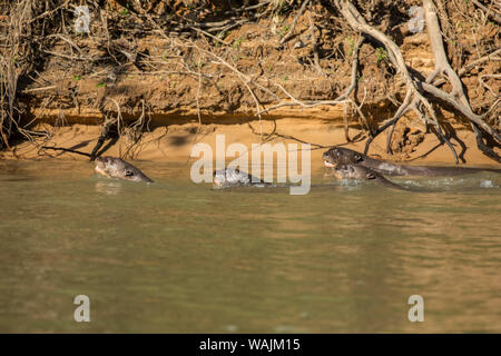 Pantanal, Mato Grosso, Brasilien. Vier riesige Flussotter Jagd Fisch zusammen. Stockfoto
