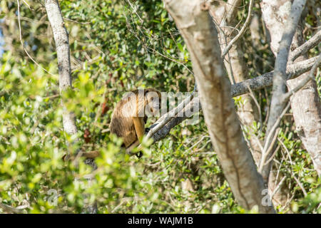 Pantanal, Mato Grosso, Brasilien. Weiblichen Schwarzen Brüllaffen (Alouatta caraya und Baby). Stockfoto