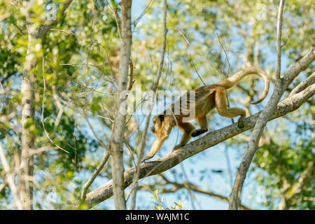 Pantanal, Mato Grosso, Brasilien. Weiblichen Schwarzen Brüllaffen (Alouatta caraya). Stockfoto