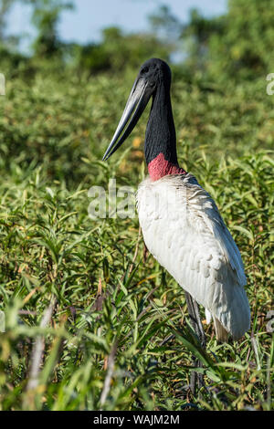 Pantanal, Mato Grosso, Brasilien. Jabiru stehend in einem Sumpf auf der Suche nach Fisch neben dem Cuiaba River. Stockfoto