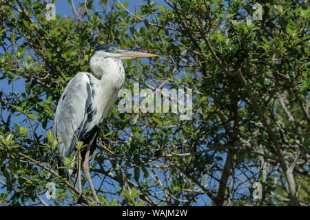 Pantanal, Mato Grosso, Brasilien. Cocoi Heron thront in einem Baum entlang der Cuiaba River. Stockfoto